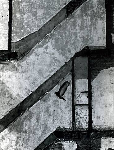 André Kertész | <i>Landing Pigeon</i>
