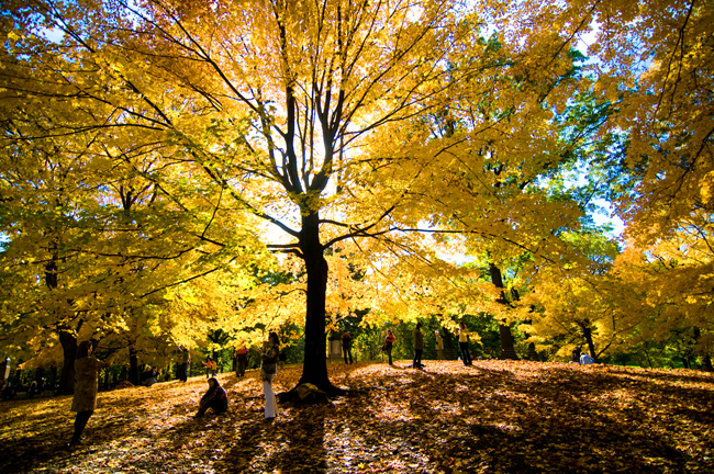 Central Park, October™ 25, 2009, Nikon D300, 12-24mm Nikon © Doug Kim
