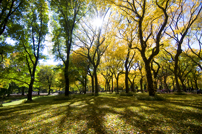 October, Central Park; Nikon D300, 12-24mm Nikkor © Doug Kim
