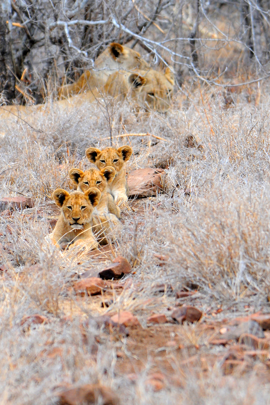 Kruger National Park | Lion Cubs