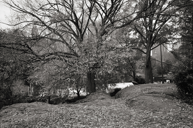 Central Park, November 2011 © Doug KIm, Leica MP 0.58, 35mm Summicron, Kodak Tri-X