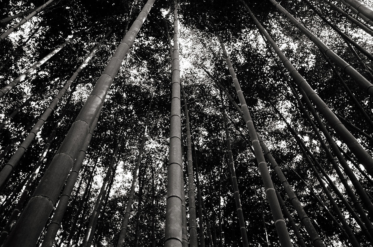  Arashiyama Bamboo Grove, Kyoto, Japan; Leica MP 0.58, 35mm Summicron, Kodak Tri-X © Doug Kim